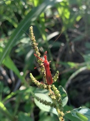 Ricolla quadrispinosa