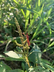 Ricolla quadrispinosa