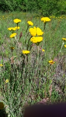 Achillea tomentosa