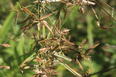 Cyperus intactus