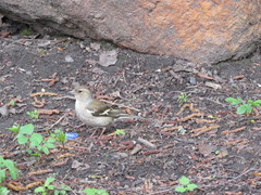 Fringilla coelebs
