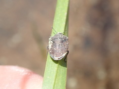 Amaurochrous brevitylus