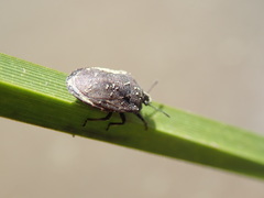 Amaurochrous brevitylus