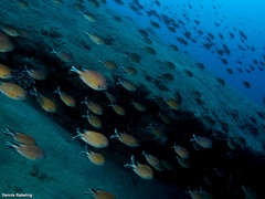 Chromis limbata