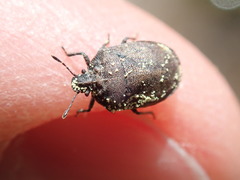 Amaurochrous brevitylus