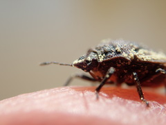 Amaurochrous brevitylus