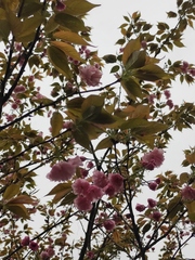 Prunus jamasakura