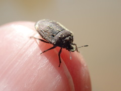Amaurochrous brevitylus