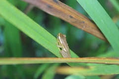 Hyperolius pickersgilli