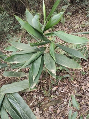 Indocalamus latifolius