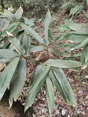 Indocalamus latifolius