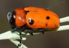 Tituboea sexmaculata