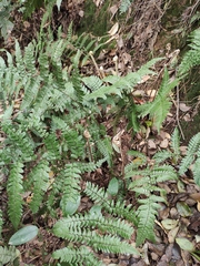 Dryopteris fuscipes