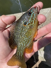 Lepomis gibbosus × cyanellus