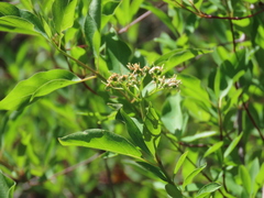 Cornus glabrata