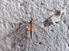 Tipula vernalis