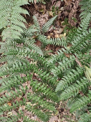 Dryopteris fuscipes