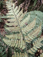 Dryopteris fuscipes
