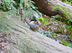 Neotamias ochrogenys