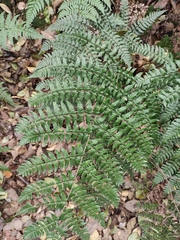 Dryopteris fuscipes