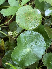 Hydrocotyle prolifera