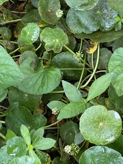 Hydrocotyle prolifera