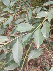 Symplocos setchuensis