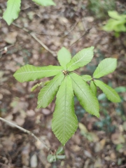 Quercus serrata