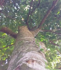 Guarea macrophylla