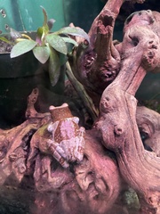 Trachycephalus resinifictrix