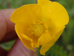 Ranunculus ollissiponensis
