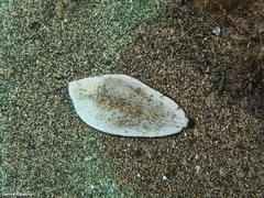 Synapturichthys kleinii