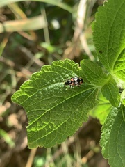 Eriopis connexa