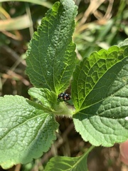 Eriopis connexa