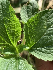 Eriopis connexa