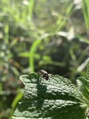 Eriopis connexa