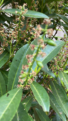 Prunus laurocerasus