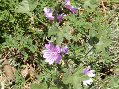 Malva sylvestris