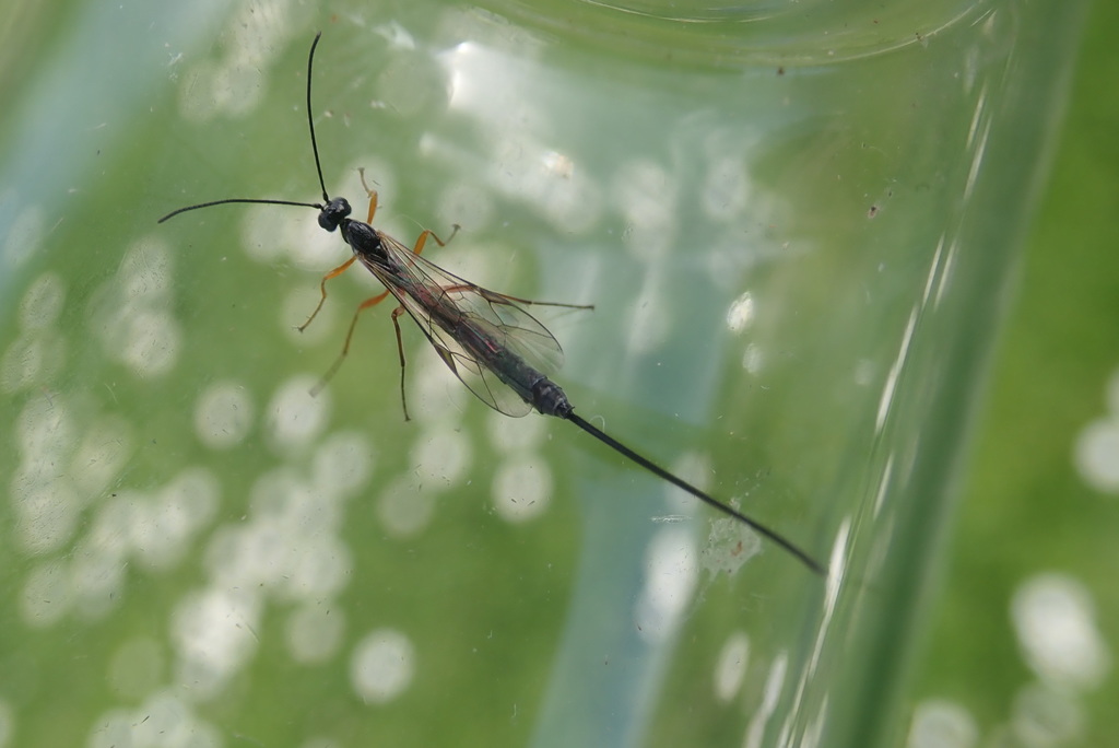 Dolichomitus agnoscendus