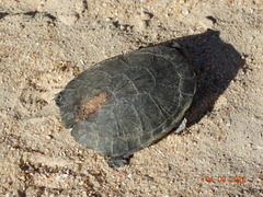 Mesoclemmys tuberculata