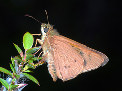 Hesperilla idothea