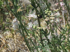 Bombus californicus