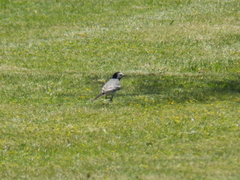 Motacilla alba
