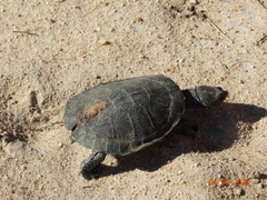 Mesoclemmys tuberculata