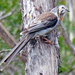 Yellow Wattlebird - Photo (c) Simon Grove, some rights reserved (CC BY-NC), uploaded by Simon Grove (TMAG)