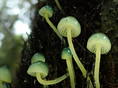 Mycena flavovirens