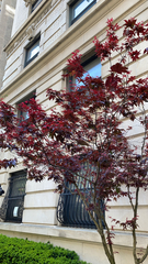 Acer palmatum