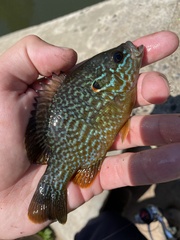 Lepomis gibbosus × cyanellus