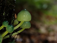 Mycena flavovirens
