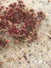 Polycarpon alsinifolium